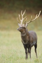 Sika deer (Cervus nippon) in autumn, naturalised species, Sauerland, North Rhine-Westphalia,