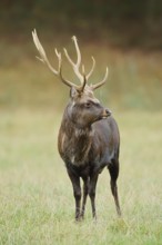 Sika deer (Cervus nippon) in autumn, naturalised species, Sauerland, North Rhine-Westphalia,