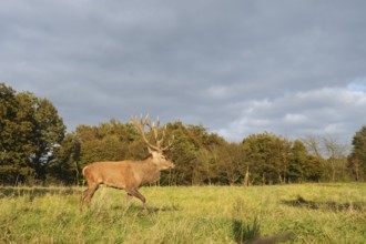 Red deer (Cervus elaphus) crossing a forest clearing in autumn, North Rhine-Westphalia, Germany