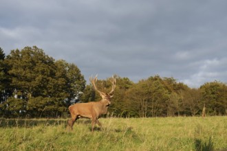 Red deer (Cervus elaphus) crossing a forest clearing in autumn, North Rhine-Westphalia, Germany