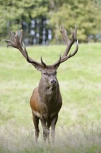 Red deer (Cervus elaphus) in the rutting season, North Rhine-Westphalia, Germany