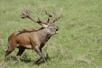 Red deer (Cervus elaphus) roaring in the rutting season, North Rhine-Westphalia, Germany
