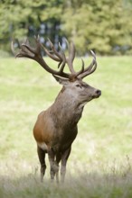 Red deer (Cervus elaphus) in the rutting season, North Rhine-Westphalia, Germany