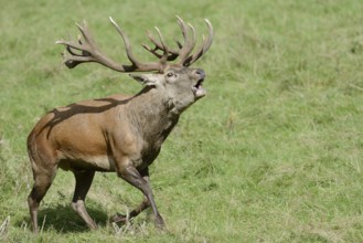 Red deer (Cervus elaphus) roaring in the rutting season, North Rhine-Westphalia, Germany