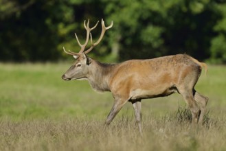 Red deer (Cervus elaphus) in the rutting season, North Rhine-Westphalia, Germany