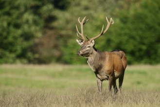 Red deer (Cervus elaphus) in the rutting season, North Rhine-Westphalia, Germany