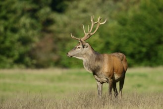 Red deer (Cervus elaphus) in the rutting season, North Rhine-Westphalia, Germany