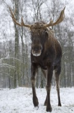 Eurasian elk (Alces alces alces), bull elk in winter, captive
