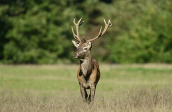 Red deer (Cervus elaphus) in the rutting season, North Rhine-Westphalia, Germany