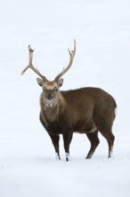 Sika deer (Cervus nippon), deer in winter, naturalised species, Sauerland, North Rhine-Westphalia,