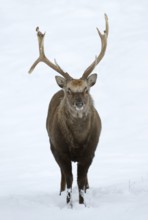 Sika deer (Cervus nippon), deer in winter, naturalised species, Sauerland, North Rhine-Westphalia,