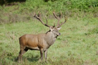 Red deer (Cervus elaphus) in the rutting season, North Rhine-Westphalia, Germany