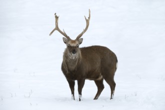 Sika deer (Cervus nippon), deer in winter, naturalised species, Sauerland, North Rhine-Westphalia,