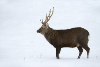 Sika deer (Cervus nippon), deer in winter, naturalised species, Sauerland, North Rhine-Westphalia,
