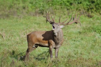 Red deer (Cervus elaphus) roaring in the rutting season, North Rhine-Westphalia, Germany