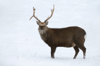 Sika deer (Cervus nippon), deer in winter, naturalised species, Sauerland, North Rhine-Westphalia,