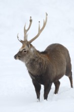 Sika deer (Cervus nippon), deer in winter, naturalised species, Sauerland, North Rhine-Westphalia,