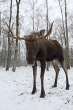 Eurasian elk (Alces alces alces), bull elk in winter, captive