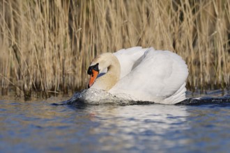 Mute swan (Cygnus olor) swimming threateningly, North Rhine-Westphalia, Germany