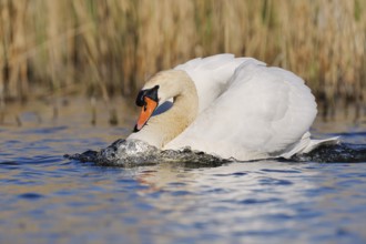 Mute swan (Cygnus olor) swimming threateningly, North Rhine-Westphalia, Germany