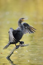 Cormorant (Phalacrocorax carbo) sitting on a branch in the water and drying its wings, North