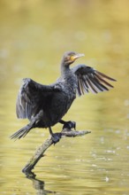Cormorant (Phalacrocorax carbo) sitting on a branch in the water and drying its wings, North