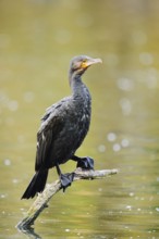 Cormorant (Phalacrocorax carbo) sitting on a branch in the water, North Rhine-Westphalia, Germany