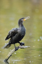 Cormorant (Phalacrocorax carbo) sitting on a branch in the water, North Rhine-Westphalia, Germany