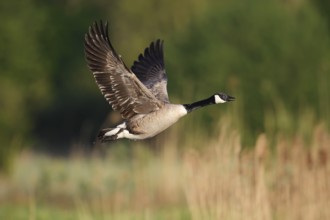 Canada goose (Branta canadensis) flying, North Rhine-Westphalia, Germany