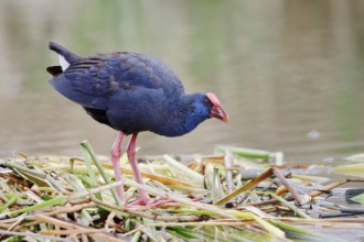 Purple partridge (Porphyrio porphyrio), Algarve, Portugal