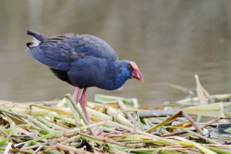 Purple partridge (Porphyrio porphyrio), Algarve, Portugal