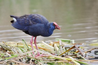 Purple partridge (Porphyrio porphyrio), Algarve, Portugal