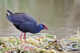 Purple partridge (Porphyrio porphyrio), Algarve, Portugal