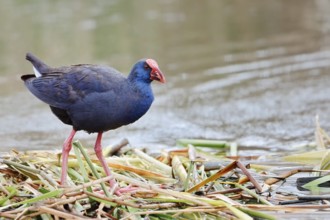 Purple partridge (Porphyrio porphyrio), Algarve, Portugal