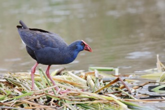 Purple partridge (Porphyrio porphyrio), Algarve, Portugal