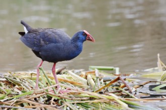 Purple partridge (Porphyrio porphyrio), Algarve, Portugal