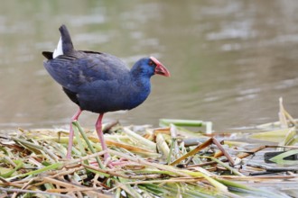 Purple partridge (Porphyrio porphyrio), Algarve, Portugal