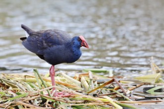 Purple partridge (Porphyrio porphyrio), Algarve, Portugal