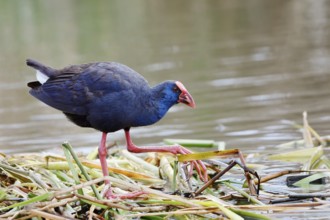 Purple partridge (Porphyrio porphyrio), Algarve, Portugal