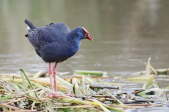 Purple partridge (Porphyrio porphyrio), Algarve, Portugal