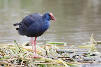 Purple partridge (Porphyrio porphyrio), Algarve, Portugal