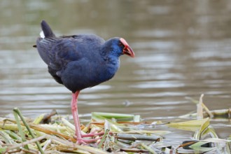 Purple partridge (Porphyrio porphyrio), Algarve, Portugal