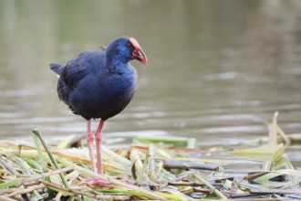 Purple partridge (Porphyrio porphyrio), Algarve, Portugal