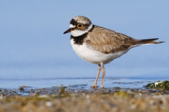 Little Ringed Plover (Charadrius dubius), North Rhine-Westphalia, Germany