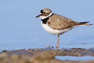 Little Ringed Plover (Charadrius dubius), North Rhine-Westphalia, Germany