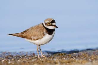Little Ringed Plover (Charadrius dubius), North Rhine-Westphalia, Germany