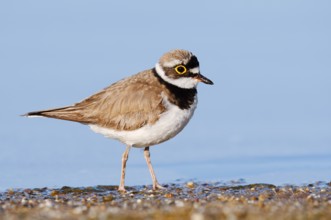 Little Ringed Plover (Charadrius dubius), North Rhine-Westphalia, Germany