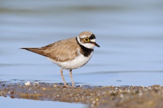 Little Ringed Plover (Charadrius dubius), North Rhine-Westphalia, Germany