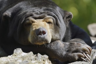 Malayan bear or sun bear (Helarctos malayanus, Ursus malayanus), captive, occurring in Southeast