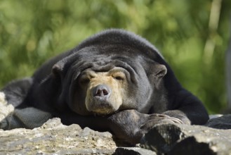 Malayan bear or sun bear (Helarctos malayanus, Ursus malayanus), captive, occurring in Southeast